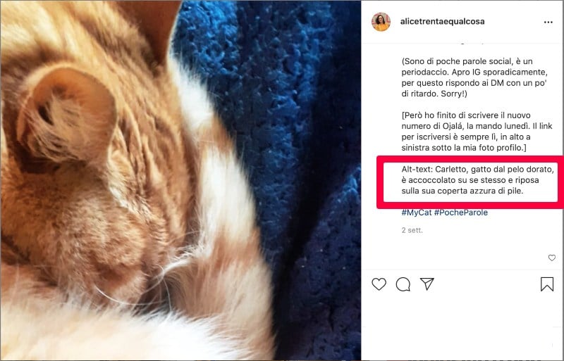 Una foto tratta dal mio profilo Instagram con questo alt-test: Carletto, gatto dal pelo dorato, è accoccolato su se stesso e riposa sulla sua coperta azzurra di pile.